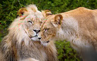 Lioness nuzzling a male lion in Kruger National Park, South Africa