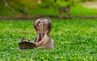 Hippopotamus with open mouth in South Luangwa National Park, Zambia