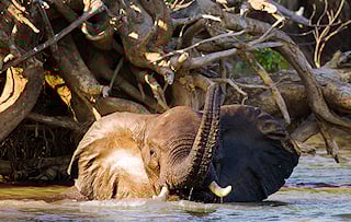 Elephant submerged in water in Zambia's Lower Zambezi National Park