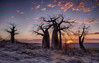 Ancient baobabs rising above the Makgadikgadi salt pans in Botswana