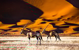 Gemsbok standing before towering red dunes in Namibia