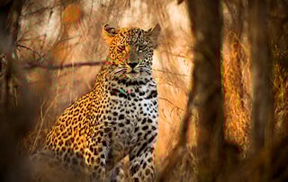 Leopard resting in Sabi Sand Private Game Reserve, South Africa