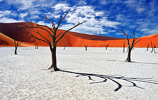Petrified trees in the salt pan at Sossusvlei, Namibia
