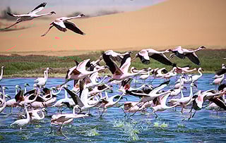 A flock of flamingos taking off near Swakopmund, Namibia